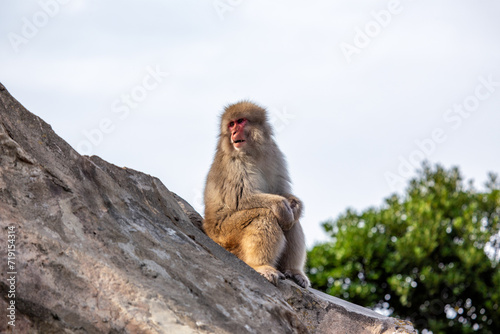 Japanese Macaque (Macaca fuscata) in Tokyo © fluffandshutter