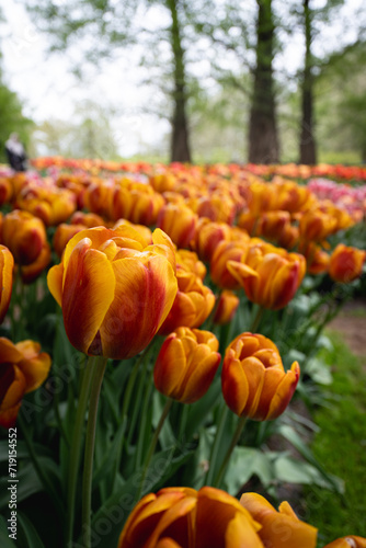 Tulips and other flowers in the Garden.