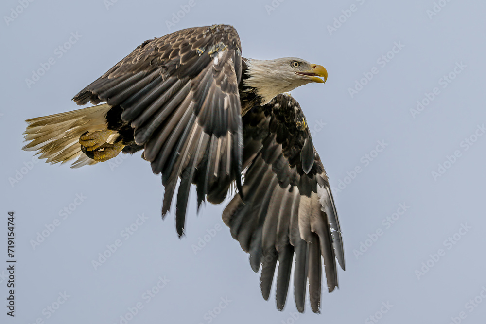 Fototapeta premium American bald eagle in flight