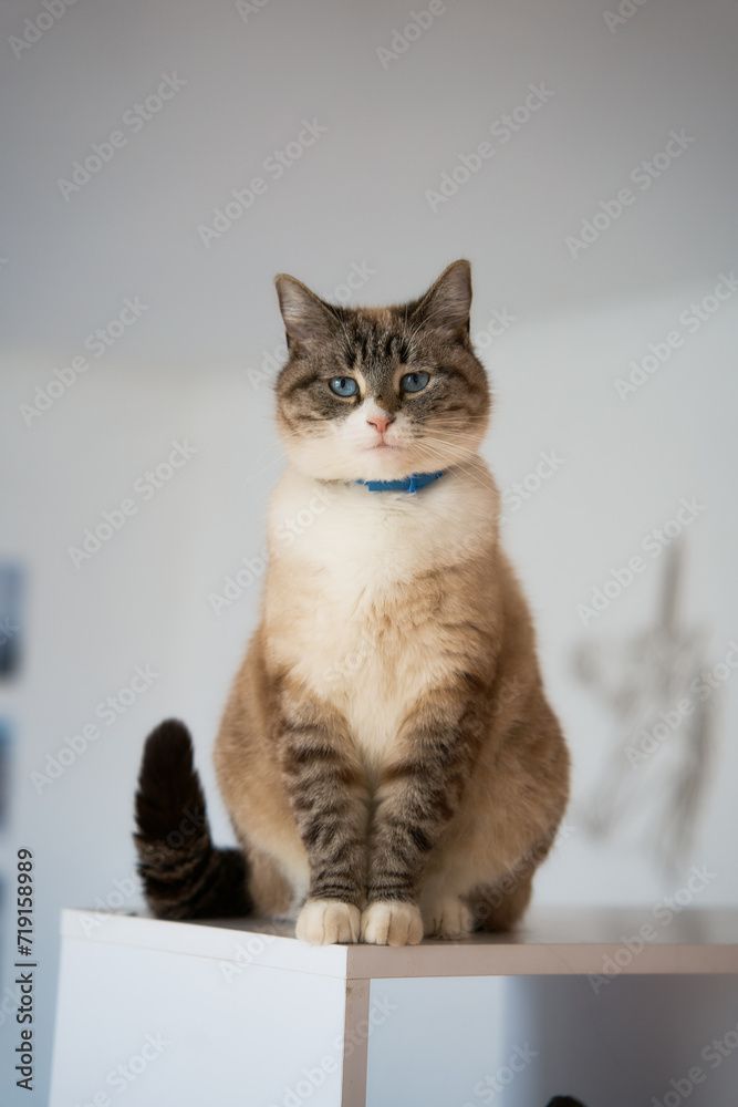 Siamese cat plat with treat on a shelf in white room