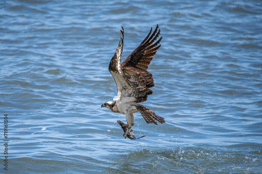Fototapeta premium osprey in flight with fish in it's talons