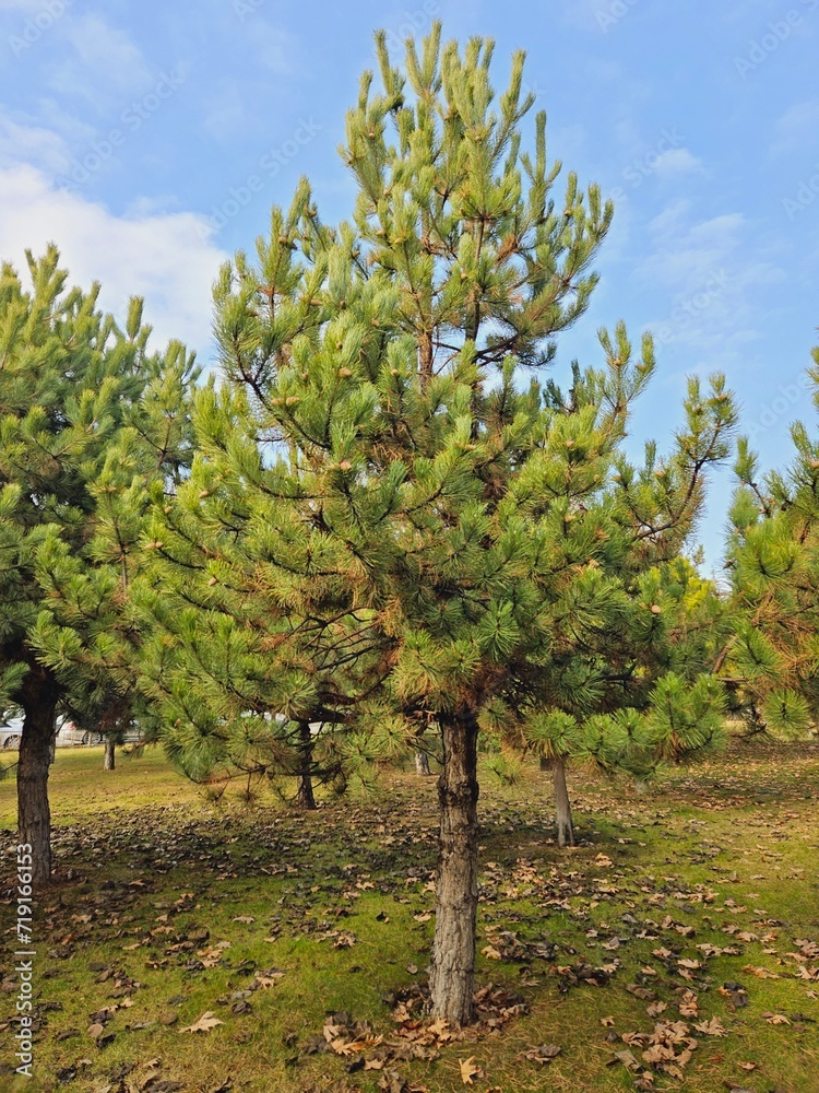 image of pine tree in open forest image of pine tree in open forest