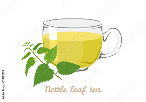 Nettle leaf tea in transparent glass cup. Vector cartoon illustration of herbal tea.