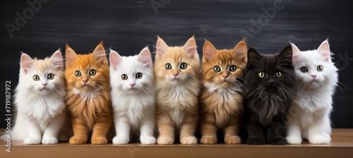 Charming collection of diverse colored cat kittens sitting side by side in a delightful row