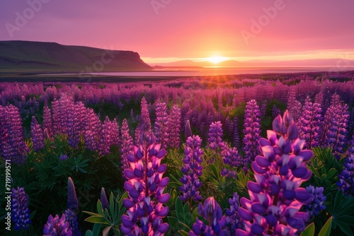Sunset Field with Purple Lupines