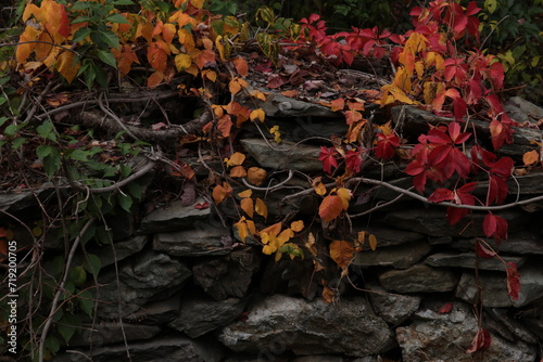 autumn leaves on a stone wall