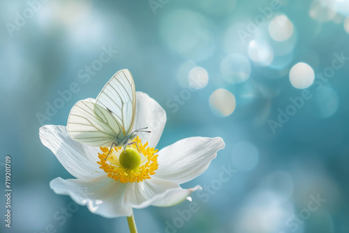 Detail with shallow focus of white anemone flower with yellow stamens and butterfly in nature macro on background of blue sky with beautiful bokeh. 