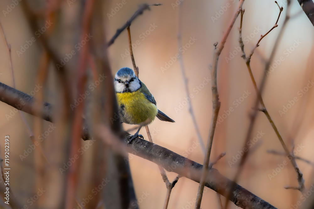 Fototapeta premium Eurasian Blue Tit in a garden in morning light