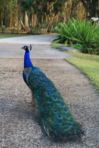 Beautiful Peacock Standing with Tail Feathers Displayed