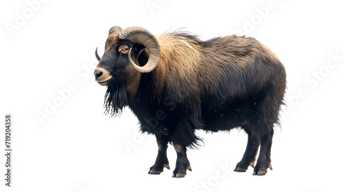 Majestic Ram With Large Horns on White Surface