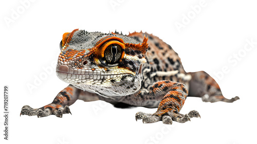 Close-up of Lizard on White Background