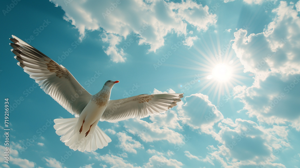 Obraz premium Hintergrund ein weißer Vogel an einem sonnigen Tag mit blauem Himmel