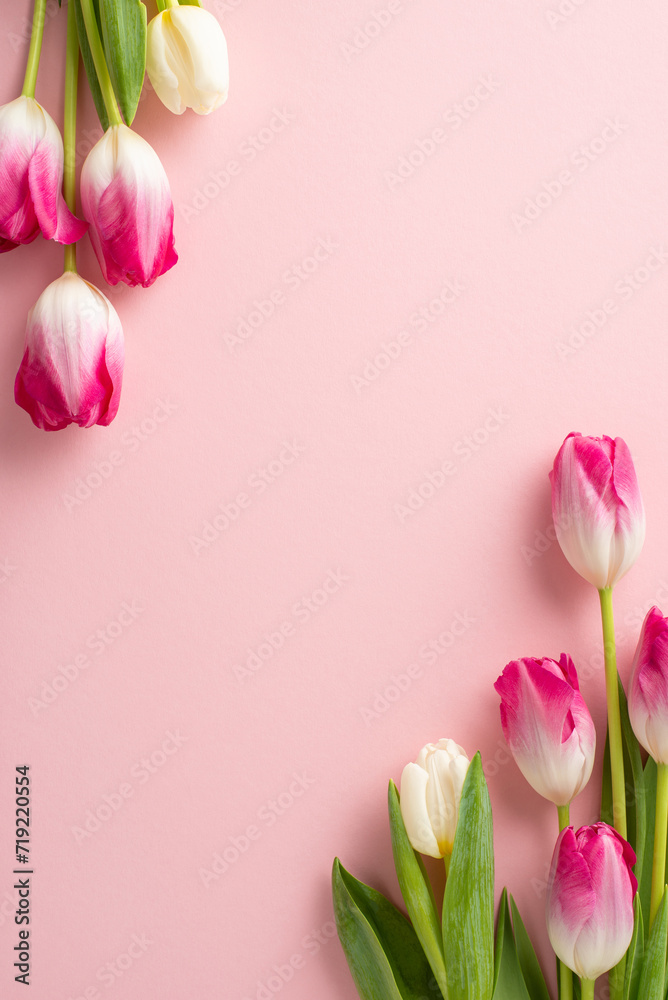 Birthday wishes for a special lady! Top view vertical image of vibrant tulips on a soft pink backdrop, offering a perfect canvas for your heartfelt message or advertisement