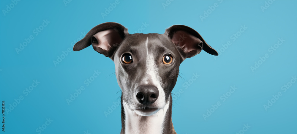 Happy Italian Greyhound with blue background Happy Italian Greyhound with blue background