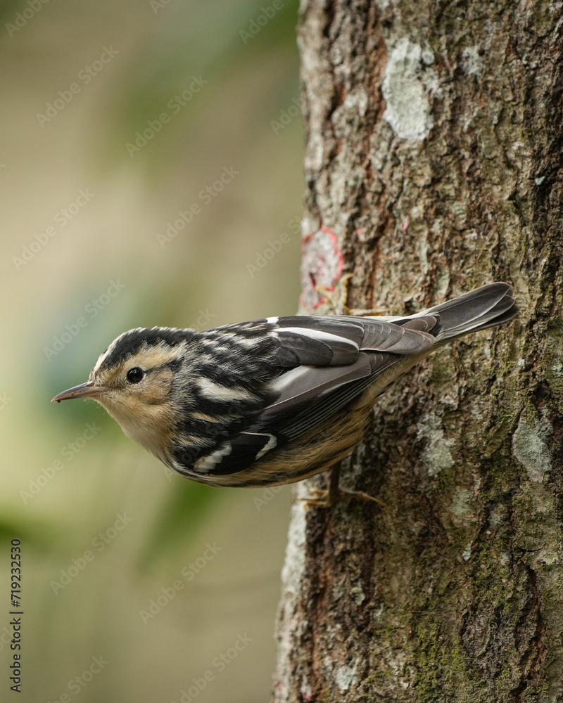 Naklejka premium Black and White Warbler