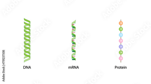 Transcription and Translation. DNA, mRNA and Protein synthesis. DNA is converted into a mRNA and mRNA directs protein synthesis. Genetic code. Vector illustration.