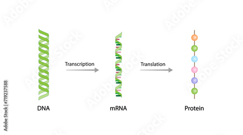 Transcription and Translation. DNA, mRNA and Protein synthesis. DNA is converted into a mRNA and mRNA directs protein synthesis. Genetic code. Vector illustration.