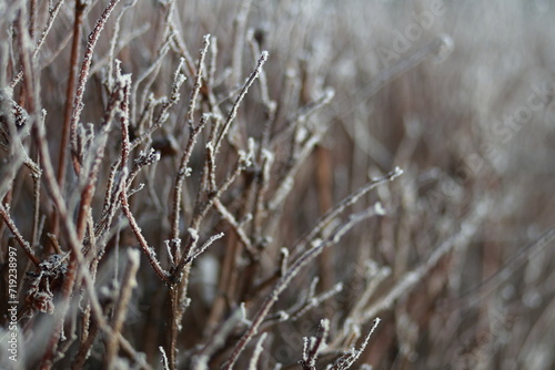 Closeup of frosty branches with blurred background