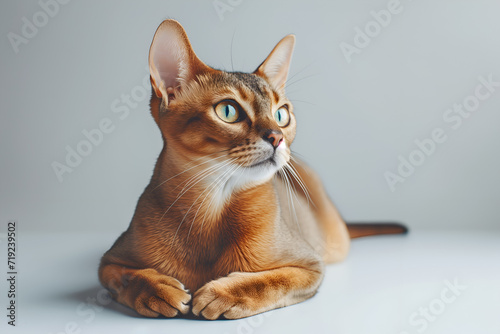 Abyssinian cat. Minimalistic pets style isolated over light background
