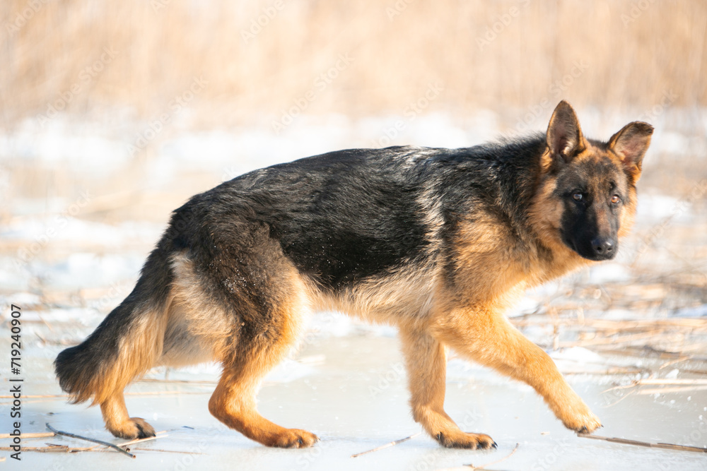 german shepherd dog in snow german shepherd dog in snow