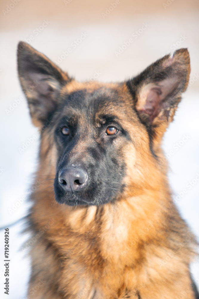 german shepherd dog in snow german shepherd dog in snow