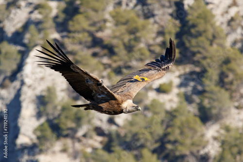 Gyps fulvus batiendo las alas durante el vuelo en el parque natural Sierra de Mariola, Alcoy, España