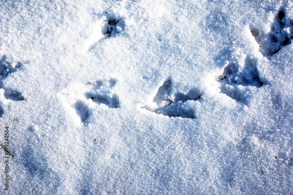Obraz premium Footprints in the snow. Swan tracks on clean snow in the Alps.