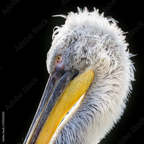 close up of a pelican