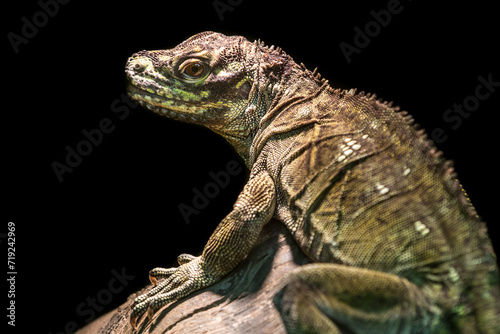 close up of a lizard against a black background