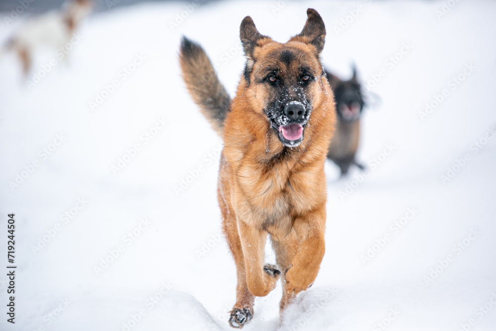 german shepherd dog in snow german shepherd dog in snow