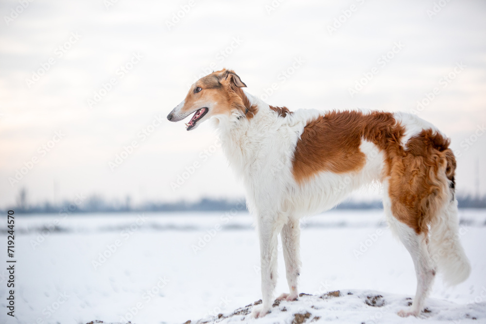 Russian Borzoi in snowy fields Russian Borzoi in snowy fields