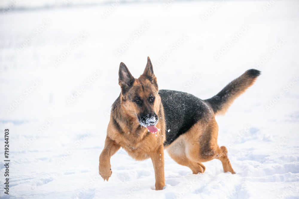 german shepherd dog in snow german shepherd dog in snow