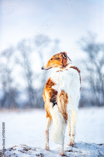 Fototapeta Naklejka Na Ścianę i Meble -  Russian Borzoi in snowy fields