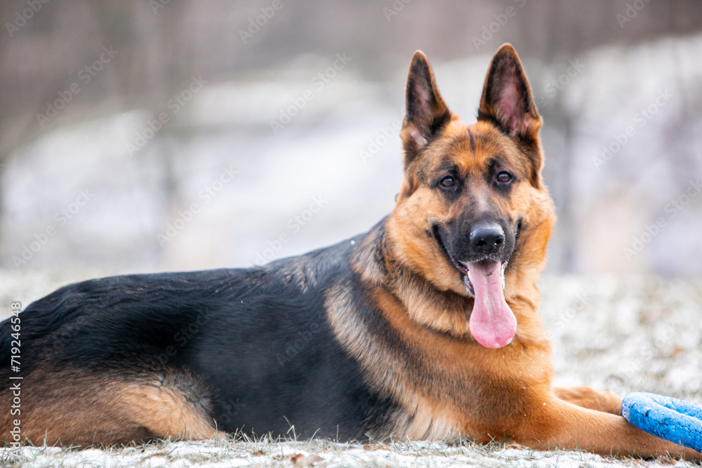 german shepherd dog on the snow german shepherd dog on the snow