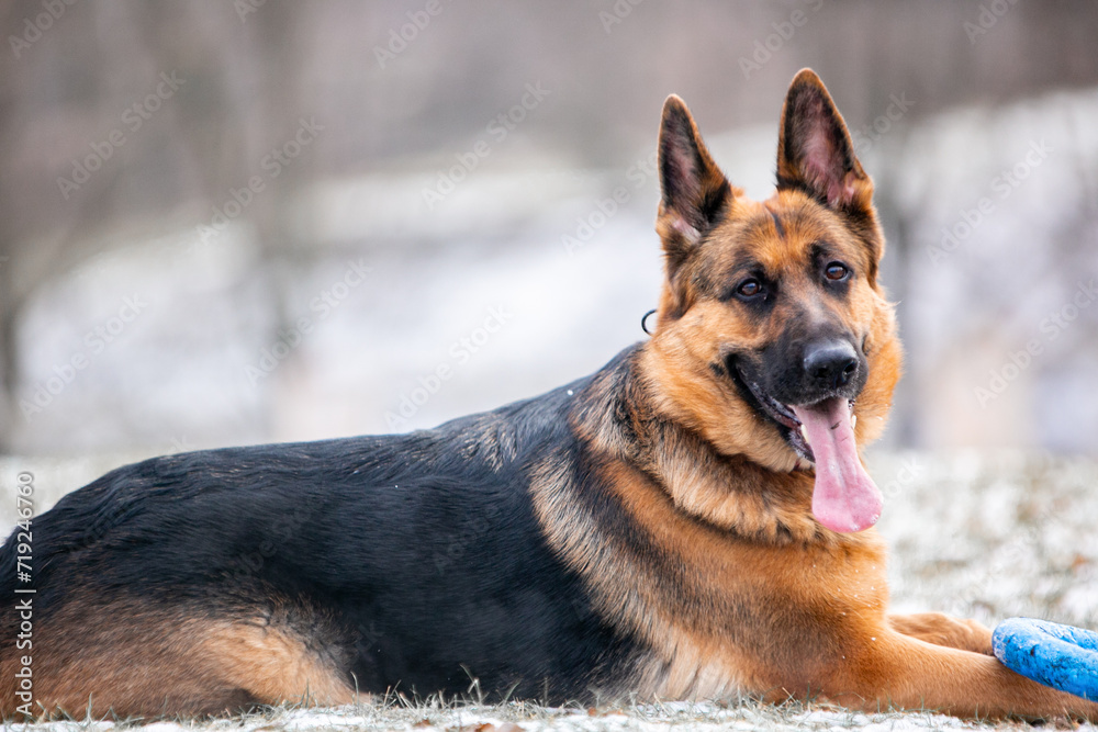 german shepherd dog on the snow