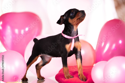 Valentine's themed miniature pinscher puppies