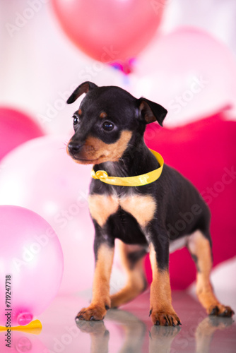 Valentine's themed miniature pinscher puppies