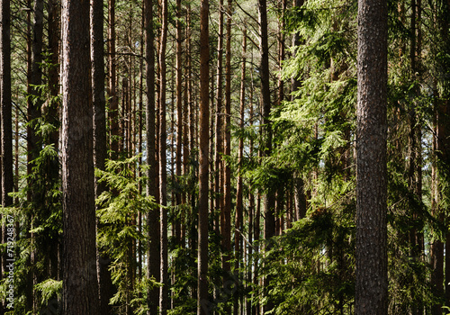 Many thick  straight trunks of pine trees in the forest  background with straight  brown trunks  selective focus. 
