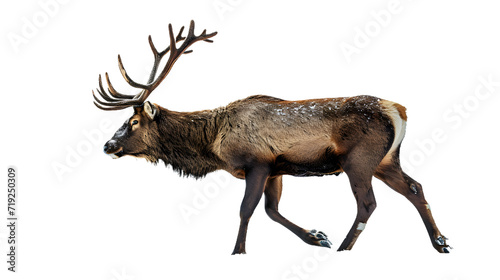 Majestic Elk Walking on White Background