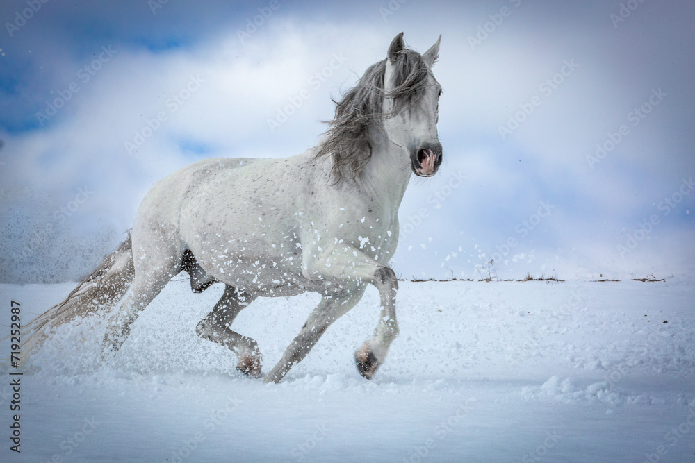 Wallpaper with a galloping gray (white) horse against the background of mountains