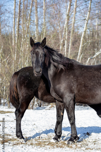 Mare and foal in the pasture in winter. A pair of black horses    