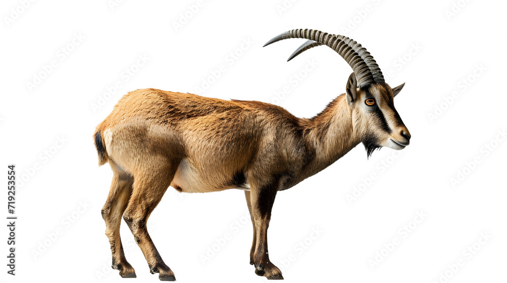 Majestic Goat With Long Horns on a White Background