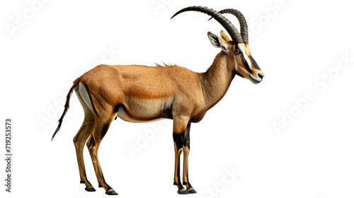 Antelope Standing in Front of White Background