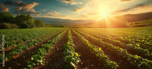 Watering of wheat, rye or corn green seedlings in a vast field. Modern automated agriculture system with irrigation sprinklers spraying water over lush crops on beautiful sky background.