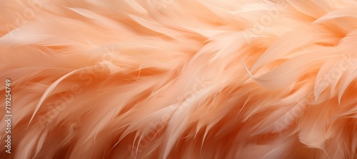 Peach feather texture close up, macro apricot fluffy background, color of year 2024