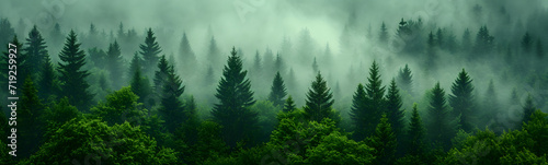 Misty foggy covering a fir forest, Pine tree Forest panorama view. 