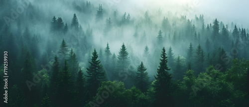 Misty foggy covering a fir forest, Pine tree Forest panorama view.  © Almultazam