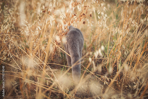 purebred gray cat leaves in a yellow field at sunset. british shorthair cat go away in harness. the concept of departure, parting or death of our beloved pets. passing over.  photo