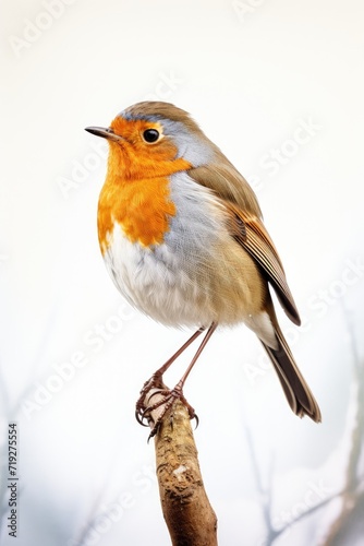Autumnal Robin: A Vibrant Beacon of Nature on a Crisp, Clear Day - Generative AI