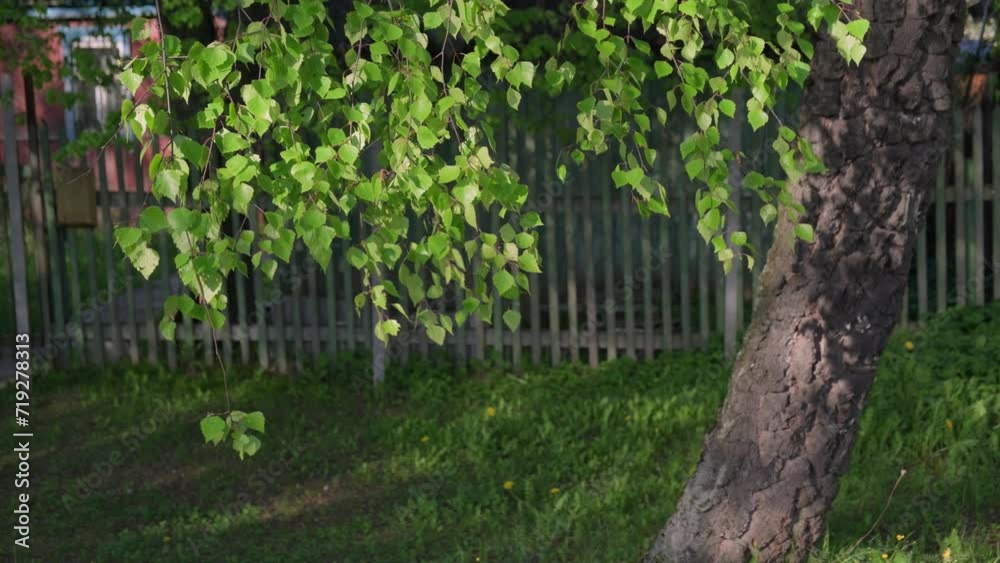 Birch branches with green foliage sway in sunlight on background of wooden fence with country house in village. Birch branches with green foliage sway in sunlight on background of wooden fence with country house in village.